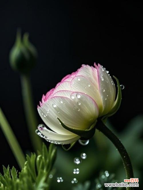 百洋牡丹的花语与寓意是什么?