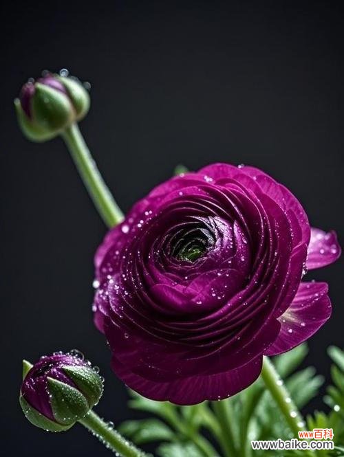 百洋牡丹的花语与寓意是什么?