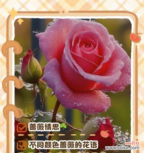 爱情名花的花语是什么意思?它象征着什么?