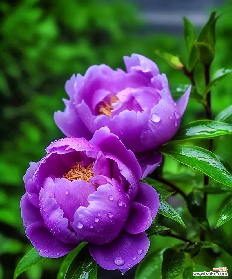 发光的花花语是什么？发光的花代表什么寓意？