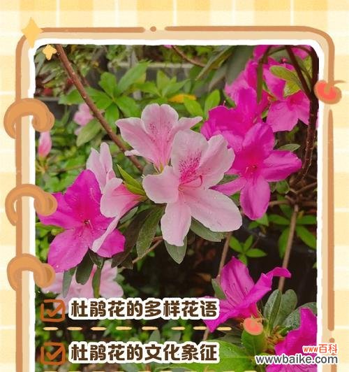 发光的花花语是什么？发光的花代表什么寓意？