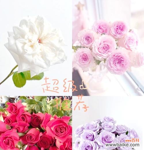 送玫瑰花通常意味着什么？不同颜色的玫瑰代表什么？