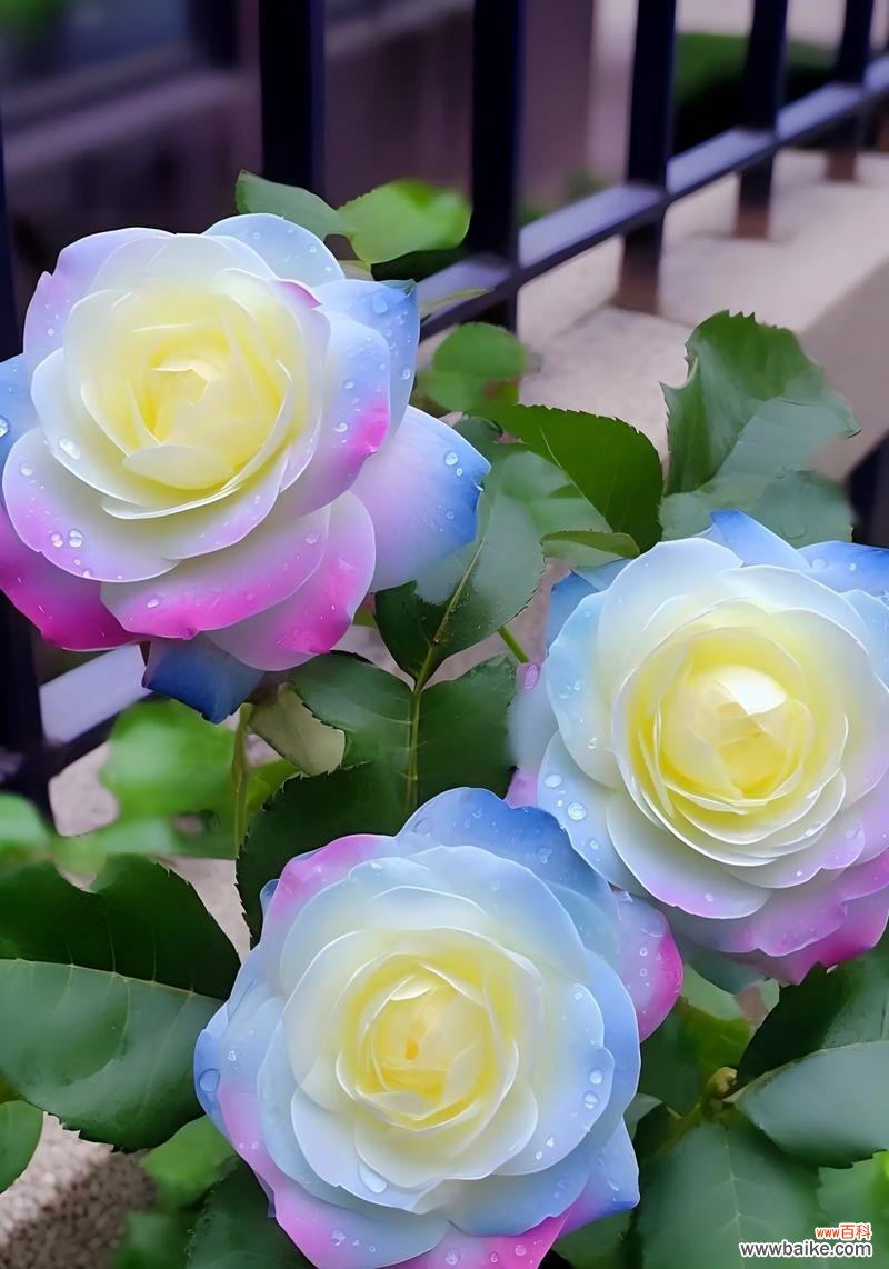 送玫瑰花通常意味着什么？不同颜色的玫瑰代表什么？