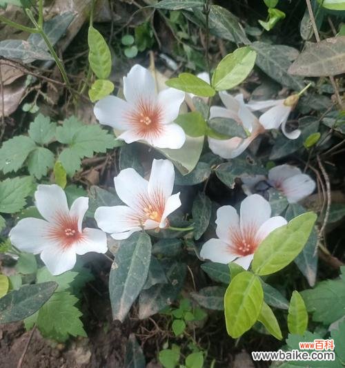 烟火花象征着什么？它的花语有何含义？