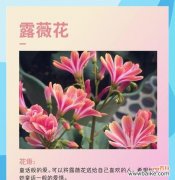 什么花语代表着给予爱情？这种花语有何深层含义？