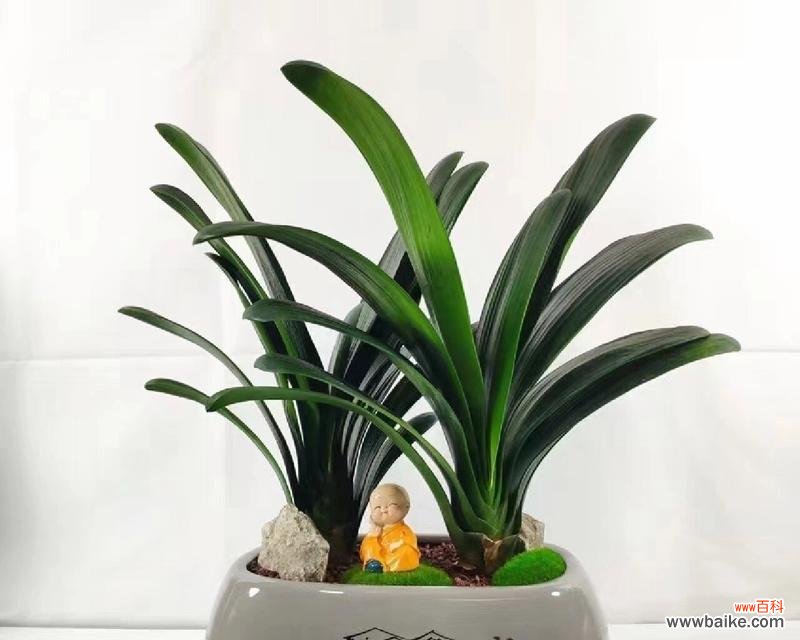 天悦君子兰的花语是什么？君子兰的寓意有哪些？