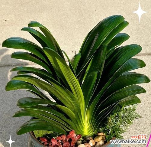 天悦君子兰的花语是什么？君子兰的寓意有哪些？