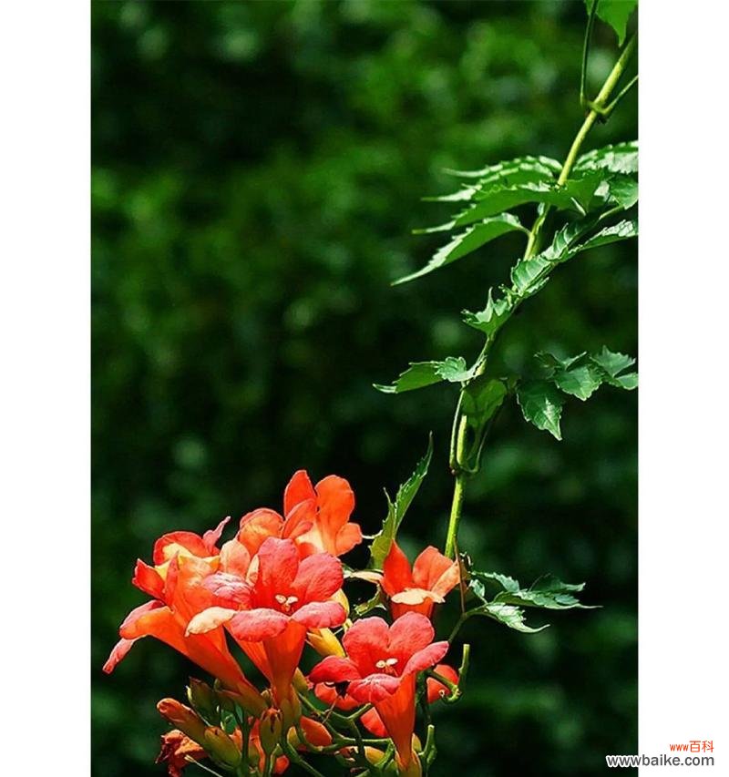 杂花的花语是什么?它通常用来表达什么?