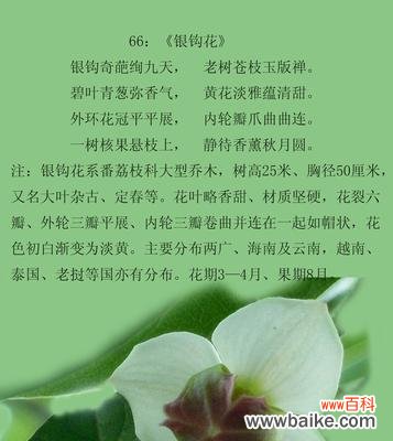 杂花的花语是什么?它通常用来表达什么?