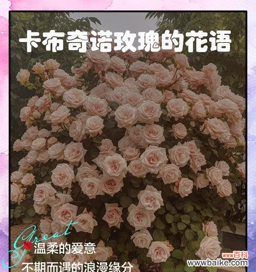 永远在你背后的花语有何深意?这种表达方式有何特别?