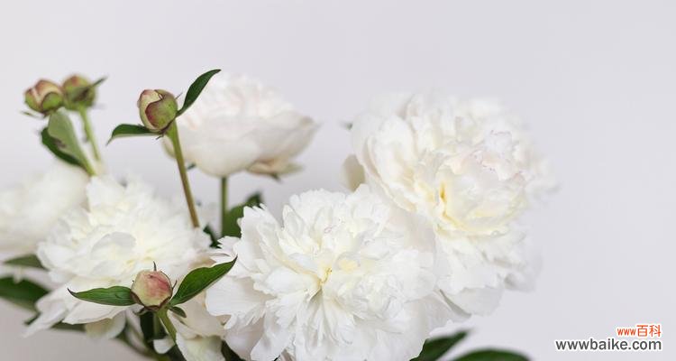 永远在你背后的花语有何深意?这种表达方式有何特别?