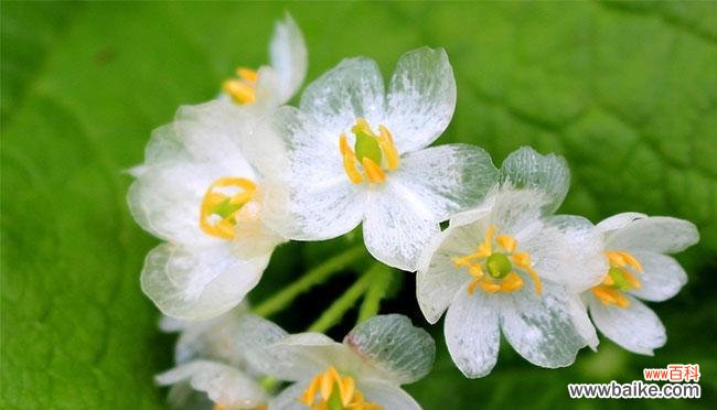 山荷叶的花语有何特别之处？