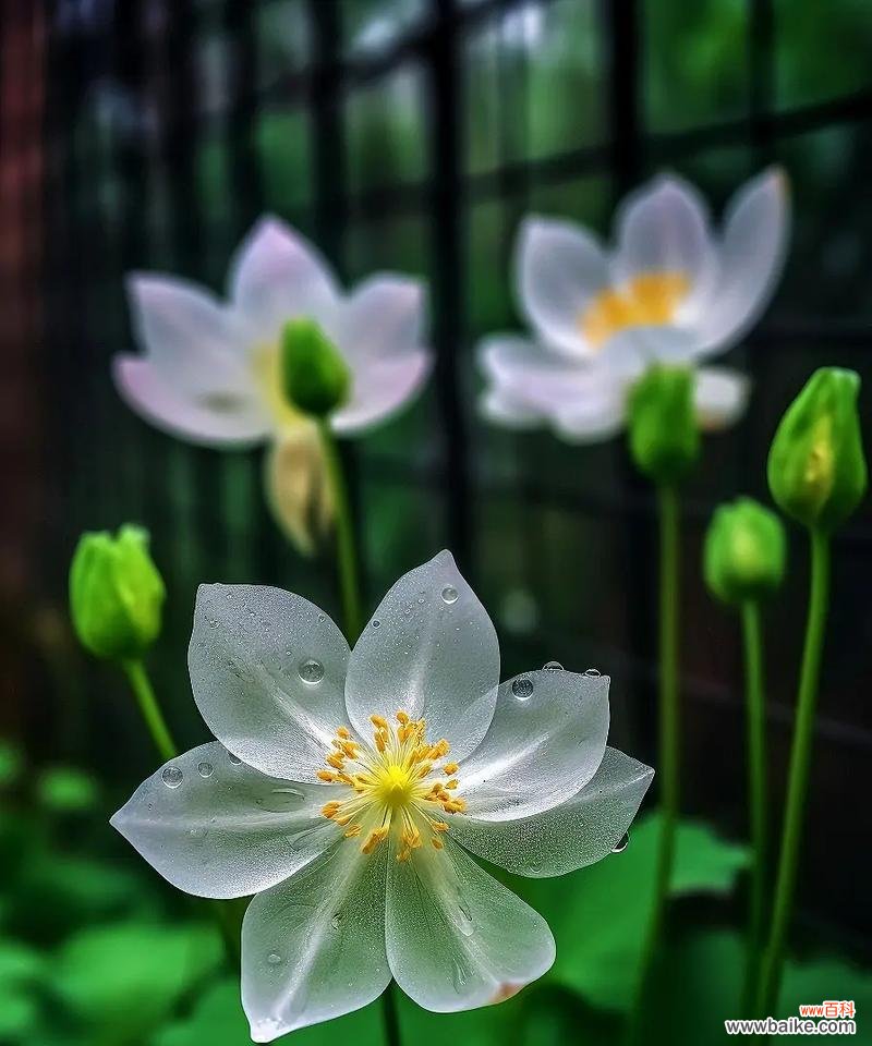 山荷叶的花语有何特别之处？