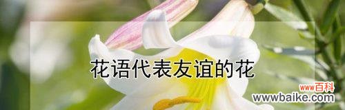友谊之花绽放于心间，永不凋零 以花朵象征友谊的美丽篇章