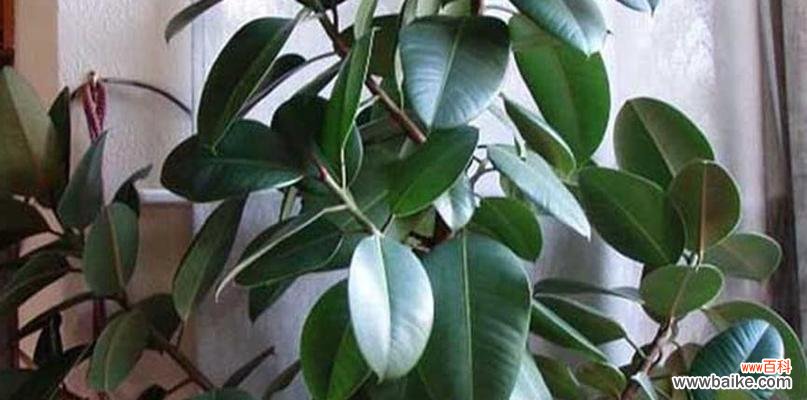 探寻橡皮树的精神境界 橡皮树的象征意义