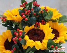 探寻象征友谊的花，感受永恒情谊的力量 友谊之花，绽放一生