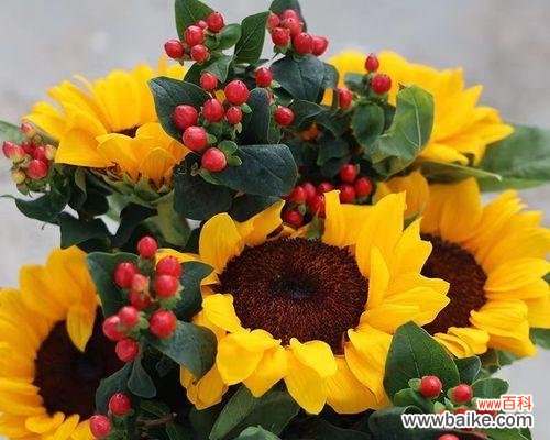 探寻象征友谊的花，感受永恒情谊的力量 友谊之花，绽放一生