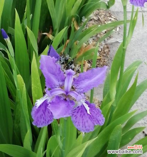 探索友谊之花的象征意义和美丽故事 以象征友谊的花为主题的友谊之花