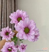 探寻小雏菊花语的深意 小雏菊的花语及其寓意