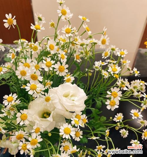 小雏菊的美丽传递着意义深远的象征 小雏菊的含义与象征——坚韧与纯洁