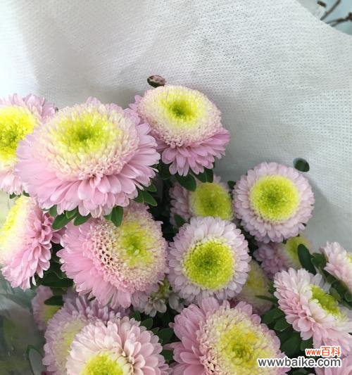 小雏菊的美丽传递着意义深远的象征 小雏菊的含义与象征——坚韧与纯洁