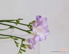 寄托着忠贞与纯洁的小苍兰花语 小苍兰