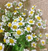 了解小雏菊的含义，传递真挚情感 小雏菊的花语及其意义