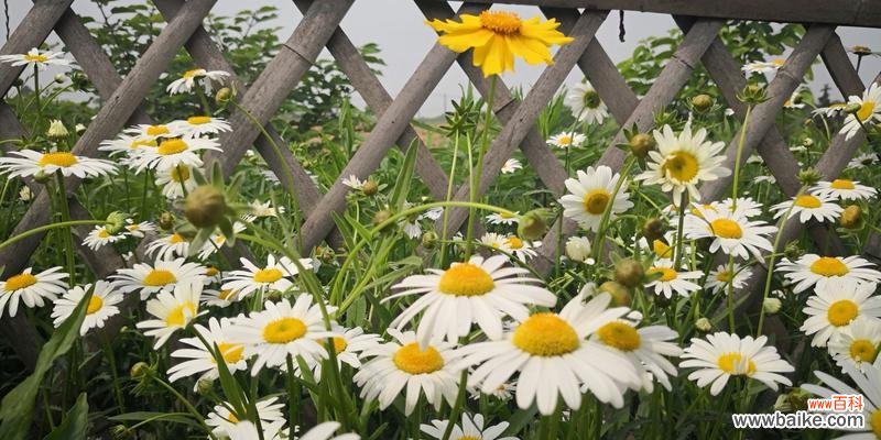 探寻小雏菊的象征意义与文化内涵 小雏菊的花语