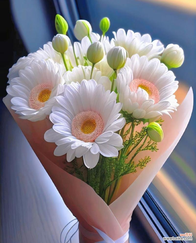 探寻小雏菊的象征意义与文化内涵 小雏菊的花语