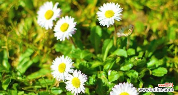 探寻小雏菊的花语,传达爱与希望的信息 小雏菊的花语与意义