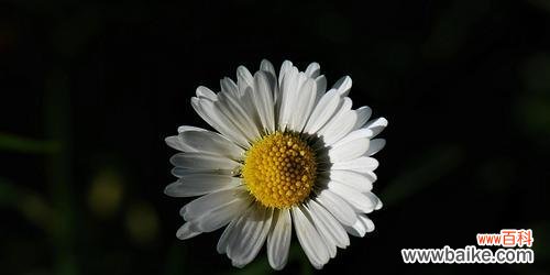 探寻小雏菊的花语,传达爱与希望的信息 小雏菊的花语与意义