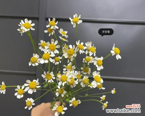 用色彩揭示小雏菊的情感世界 小雏菊的花语之色彩传递