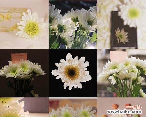 用色彩揭示小雏菊的情感世界 小雏菊的花语之色彩传递