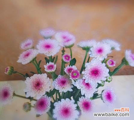 探寻小雏菊的内涵及其象征 小雏菊的花语与意义