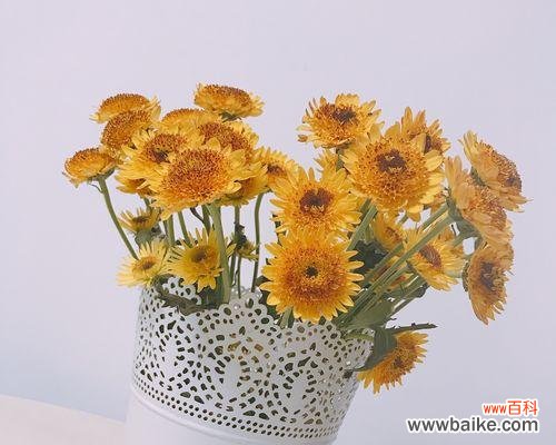 唤醒心底的深情,绽放坚韧生命之花 小雏菊,花开花落的美丽故事