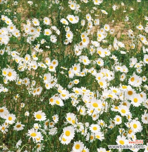 小雏菊花语的深层涵义与文化传承 小雏菊花语的意义与传承