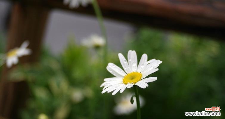 小雏菊花语的深层涵义与文化传承 小雏菊花语的意义与传承