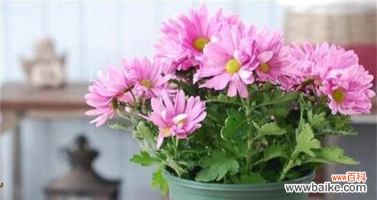 探索小雏菊作为象征的深层内涵 小雏菊的美丽与意义