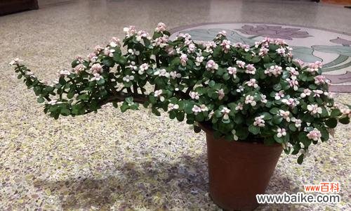 解密多肉植物的内涵与象征 以雅乐之舞，探寻多肉植物的花语之谜