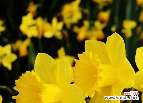 探索洋水仙的意义与传承 洋水仙的花语与文化寓意