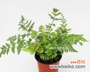 羊齿花的花语及花朵形态解析 以羊齿的花语与含义