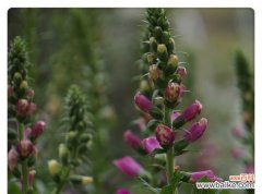 探寻洋地黄花语的深意 洋地黄花语与传说