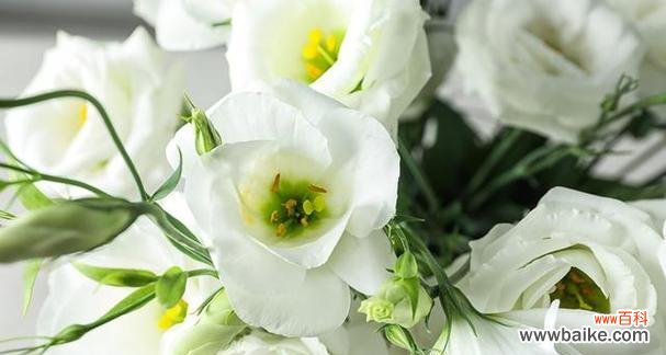 解读洋桔梗花语 洋桔梗的花语和寓意