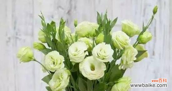 洋桔梗花的美丽和内涵 洋桔梗花的寓意与象征意义