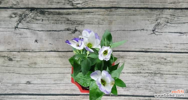 如何种植洋桔梗 洋桔梗的种植方法与花语