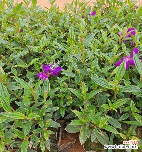 美丽的牡丹花中隐藏的深情与传奇 野牡丹花语与传说——寻找自由与独立的象征