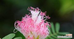 一朵神秘而迷人的花——夜合花的花语和传说 夜合花的花语与传说