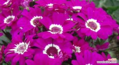 紫色瓜叶菊的花语是什么？瓜叶菊的象征意义是什么？