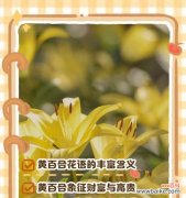 暮光花语与百合花语有何不同？它们各自代表了什么？