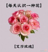 什么花的花语是我还是爱你？哪种花代表我还是爱你？